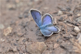<p>MODRÁSEK LESNÍ - samička (Cyaniris semiargus) Slovensko - Belianské Tatry ----- /Mazarine blue - Rotklee-Bläuling/</p>